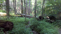 2011-06-08_09-34-06_913.jpg Photo 2011-06-08_09-34-06_913.jpg Photo