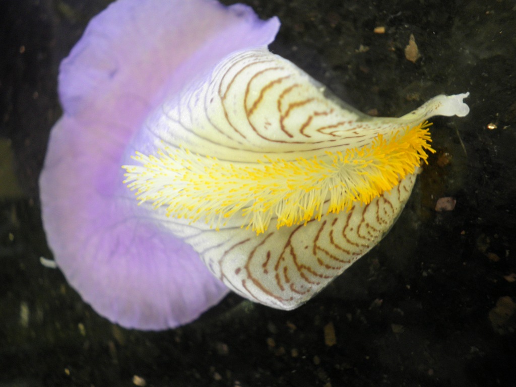[Iris%2520Mauve%2520close%2520up%255B3%255D.jpg]