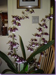 bday orchid 1