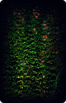 vines3 vines3
