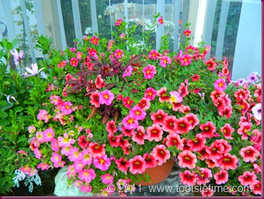 DSCN1946 DSCN1946