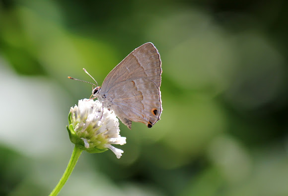Spotting Image 1