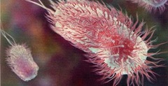 e.coli