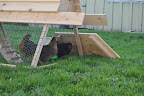  Chicken Gallery