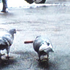 CIMG0469.JPG