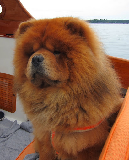 Sailing the high seas is fun but also requires some skill!  I'm honored to be Captain Martha's first mate on this expedition.
