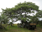Morning coffee break under a tree.