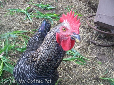 Chicken Closeups  last week Nov 2011 001