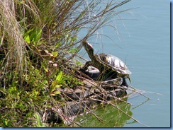 7056 Texas, South Padre Island - Birding and Nature Center - Red-eared Slider