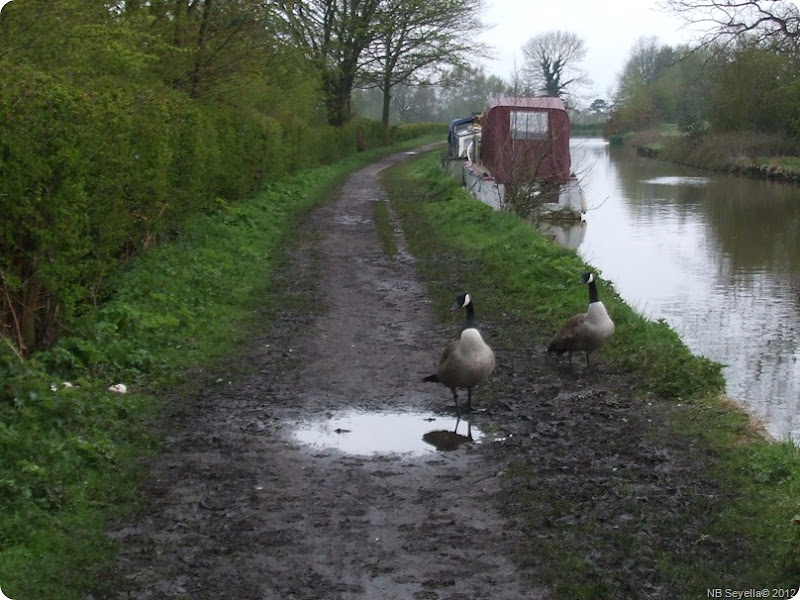 DSCF0416 Geese