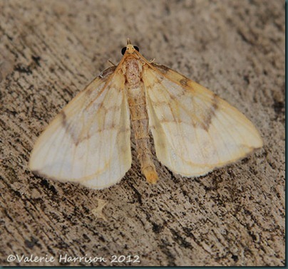 barred-straw-1 barred-straw-1