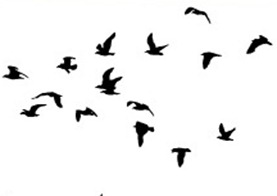 birdsss birdsss