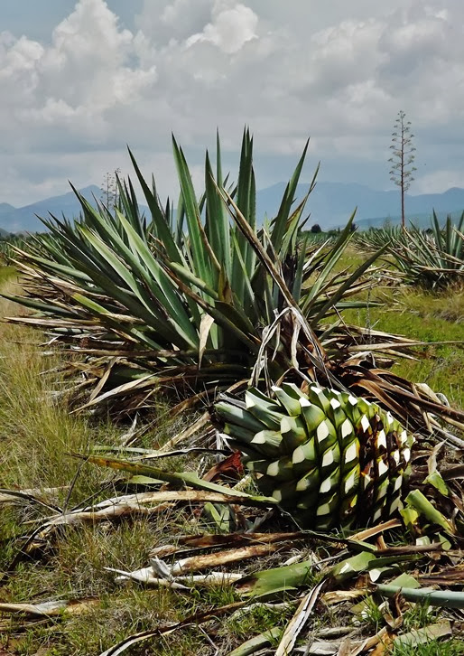 AGAVE ESPADIN LOS AMANTES 3 AGAVE ESPADIN LOS AMANTES 3