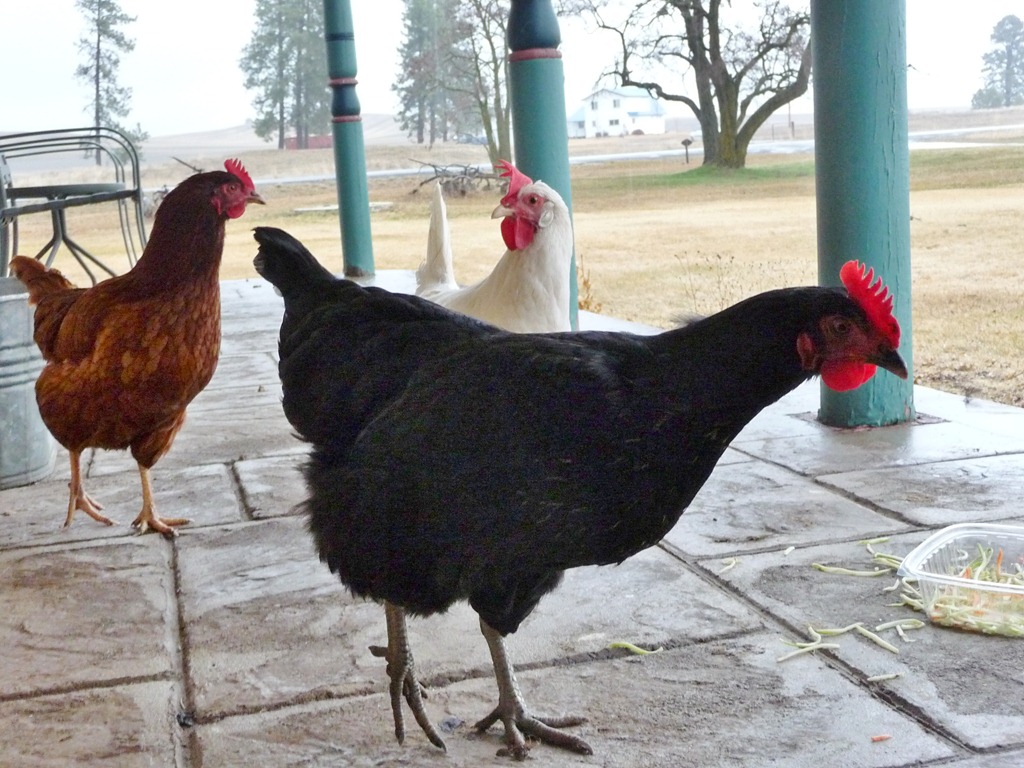[chicks-0284.jpg]