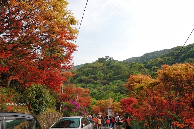 陽明山 台北奧萬大 平菁街 楓葉