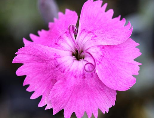 Ryan, it's said that the name 'pinks' comes from the serrated flower edges, which look as if cut with pinking shears. And the name of the color 'pink' is said to come from these perennials! Ryan, it's said that the name 'pinks' comes from the serrated flower edges, which look as if cut with pinking shears. And the name of the color 'pink' is said to come from these perennials!