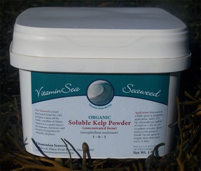 [kelp%2520powder%255B3%255D.jpg]