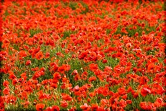 Poppy-Fields-6