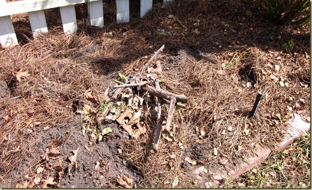 mrs b r cant chopped down mrs b r cant chopped down