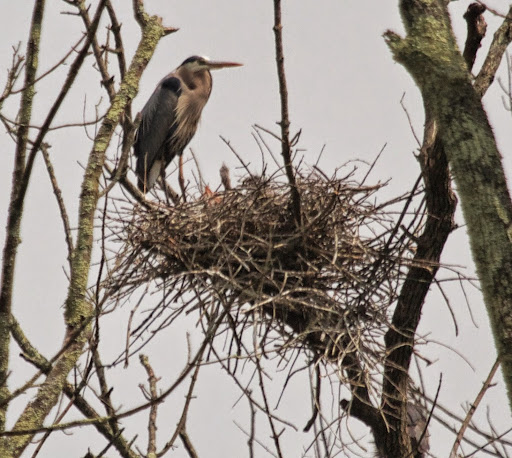 The females lay three to five pale greenish-blue eggs and you can see little heads poking up out of the nest in this photo. The females lay three to five pale greenish-blue eggs and you can see little heads poking up out of the nest in this photo.