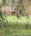 That looks like a huge dog!