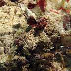 Demon Stinger (Bangka Island)