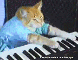 gato pianista blogdeimagenes (12)