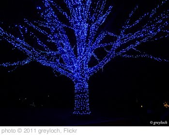 'blue-lighted tree' photo (c) 2011, greyloch - license: http://creativecommons.org/licenses/by-sa/2.0/