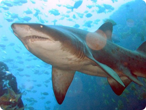 squalo_toro Carcharias taurus6 squalo_toro Carcharias taurus6