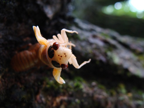 cicada face top view