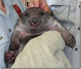 cute-wombat-smiling-australian-funny-animals