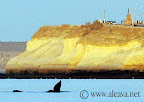 Avistaje de Ballenas Cerca de Puerto Madryn Península Valdes Slideshow
