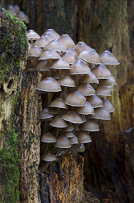 Clustered Bonnet by Robert Powell DPAGB BPE3