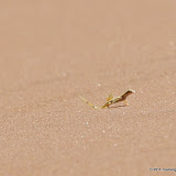 Trying to keep cool: two feet up, two feet down