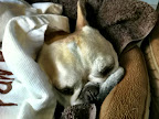 Poor Sharkey! It will take about two weeks for her paw to heel. Poor Sharkey! It will take about two weeks for her paw to heel.