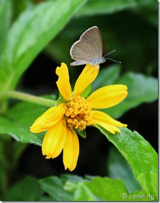 lesser grass blue on wedelia lesser grass blue on wedelia