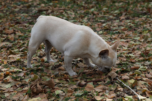 I'll use my keen canine sense of smell to determine where the stench is coming from.  Did you know that humans have about 5 million scent receptors whereas, most breeds of dogs have five times that amount?