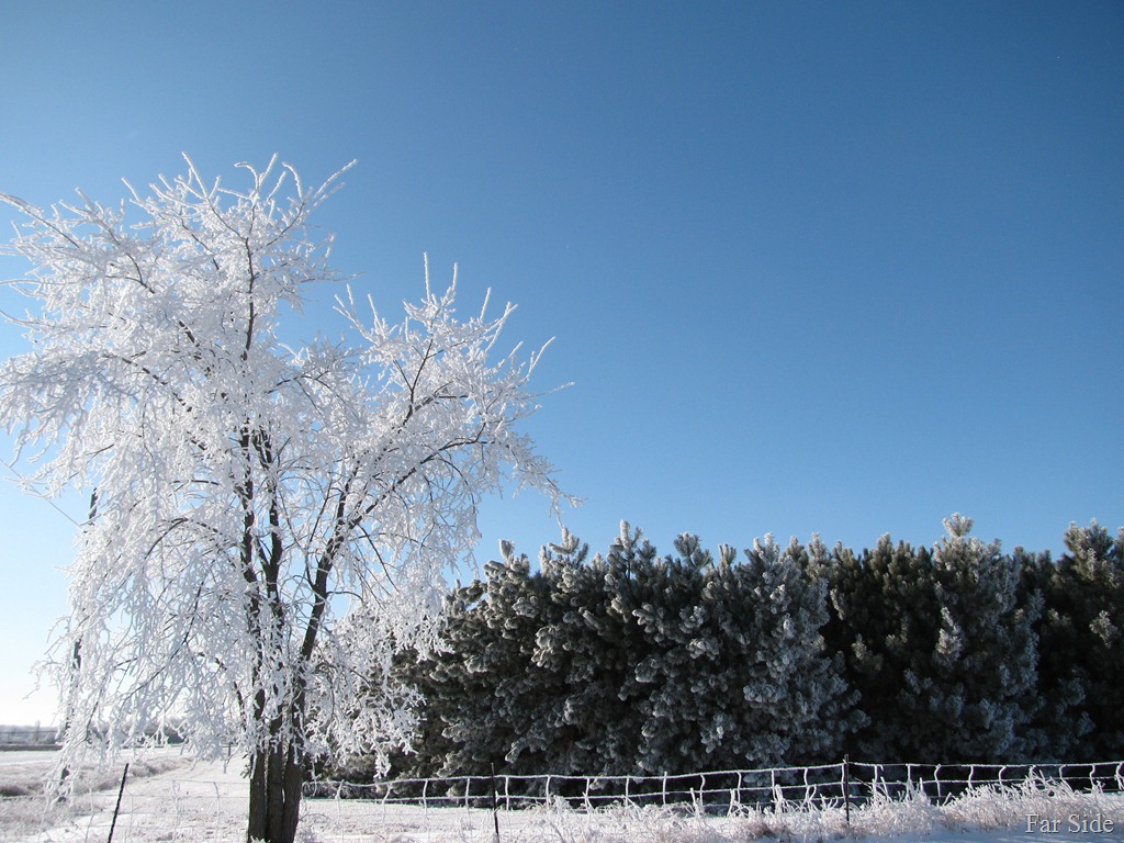 [Frosty%2520tree%255B9%255D.jpg]