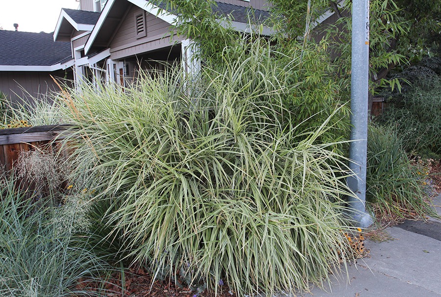 [110901_Miscanthus-sinensis-Silberpfeil_01%255B14%255D.jpg]