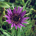 Salsify