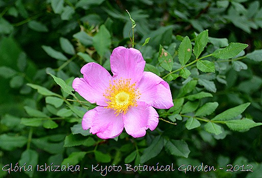 Glória Ishizaka -   Kyoto Botanical Garden 2012 - 122