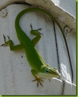 Native Green Anole