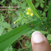 oxyopes scale 03 - grasslords.jpg