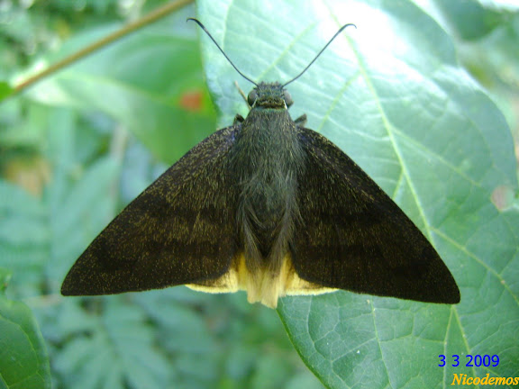 Astraptes anaphus CRAMER, 1777. Pitangui (MG, Brésil), 3 mars 20009. Photo : Nicodemos Rosa