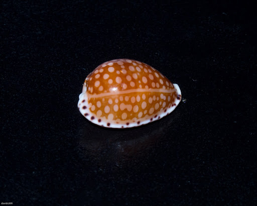 P5063409