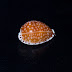 Gaskoin's Cowry - Photo (c) 104623964081378888743, some rights reserved (CC BY-NC-SA)