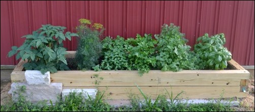 herb garden July 8