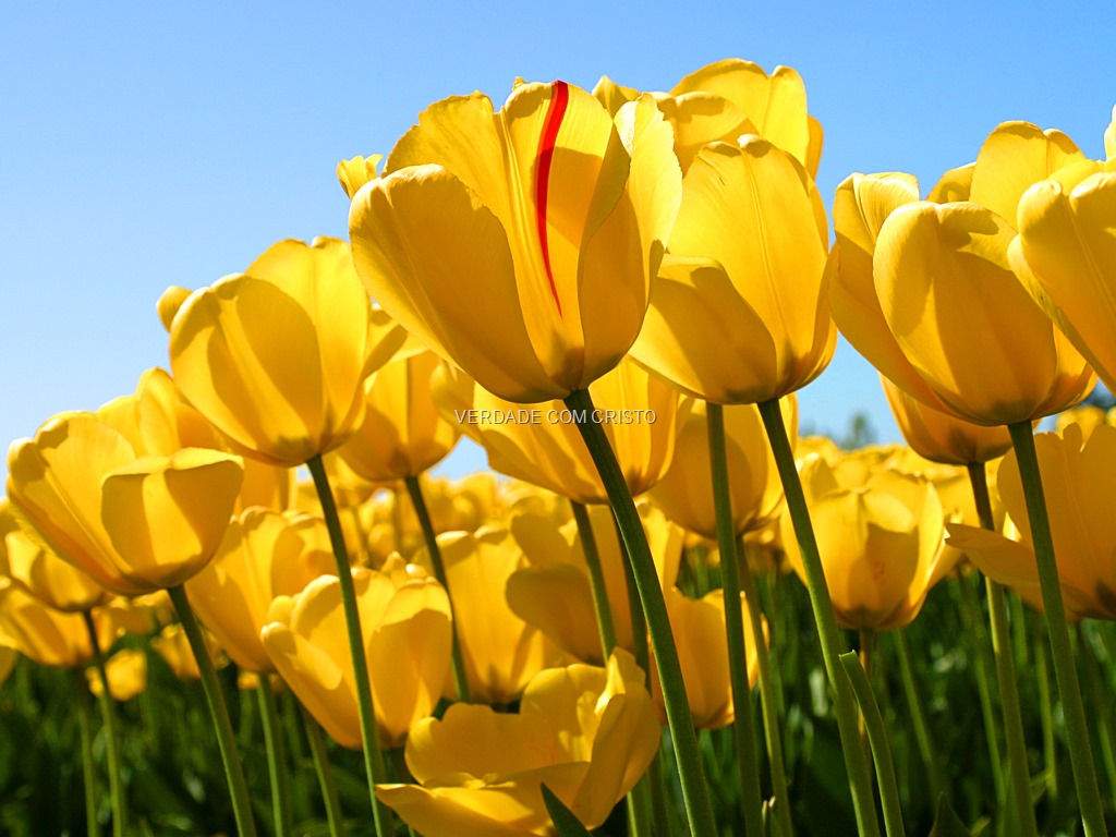 [Tulips%255B7%255D.jpg]