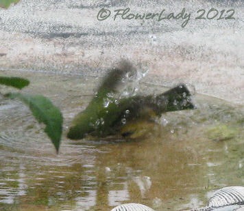 [01-13-finch6%255B5%255D.jpg]