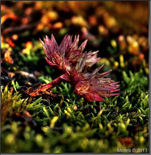 mossblomma